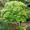 Kép 1/2 - Acer palmatum 'Going Green'