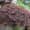 Kép 2/2 - Juhar japán vörös levelű - Acer palmatum 'Inaba Shidare' 40/60cm K6l