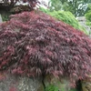Kép 2/2 - Juhar japán vörös levelű - Acer palmatum 'Inaba Shidare' 40/60cm K6l