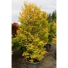 Kép 2/2 - Juhar japán ősszel narancsos levelű - Acer palmatum 'Katsura' 100/125cm K12l