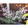 Kép 2/2 - Juhar japán rózsaszín fehér tarka levelű - Acer palmatum 'Oridono Nishiki' 60/80cm K4l