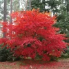 Kép 1/4 - Acer palmatum 'Osakazuki'