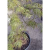 Kép 1/5 - Acer palmatum 'Remény'