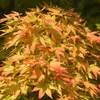 Kép 1/4 - Acer palmatum 'Sango Kaku'