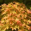 Kép 1/4 - Acer palmatum 'Sango Kaku'