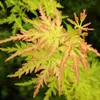 Kép 1/4 - Acer palmatum 'Seiryu'