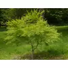 Kép 3/4 - Juhar japán sárgászöld levelű - Acer palmatum 'Seiryu' 60/80cm K3l