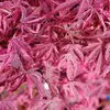 Kép 1/3 - Acer palmatum 'Shirazz'