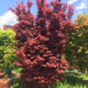 Kép 1/2 - Acer palmatum 'Skeeter's Broom'