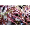 Kép 1/2 - Acer palmatum 'Toyama Nishiki'