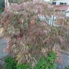 Kép 2/2 - Juhar japán - Acer palmatum 'Toyama Nishiki' 40/60cm K2,5l