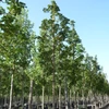 Kép 1/4 - Acer platanoides 'Columnare'