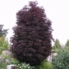 Kép 1/2 - Acer platanoides 'Crimson Sentry'