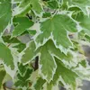 Kép 1/3 - Acer platanoides 'Drummondii'