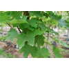Kép 4/4 - Juhar korai - Acer platanoides 'Emerald Queen' 350/400cm TK6/8 K20l