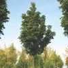 Kép 1/2 - Acer platanoides 'Olmsted'