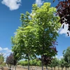Kép 2/3 - Juhar korai - Acer platanoides 'Parkway' 200/250cm K20l