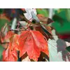 Kép 2/2 - Juhar vörös ősszel élénkvörös levelű - Acer rubrum 'October Glory' 80/100cm K4l