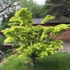 Kép 2/3 - Juhar japán törpe aranysárga levelű - Acer shirasawanum 'Jordan' 100/125cm K50l