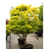 Kép 3/3 - Juhar japán törpe sárga levelű - Acer shirasawanum 'Aureum' 30/40cm K5l