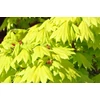 Kép 1/3 - Acer shirasawanum 'Aureum'