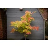 Kép 1/3 - Acer shirasawanum 'Aureum'