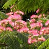 Kép 1/2 - Albizia julibrissin 'Ombrella'
