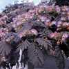 Kép 2/2 - Selyemakác vörös levelű - Albizia julibrissin 'Summer Chocolate' 80/100cm K7,5l