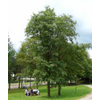 Kép 2/5 - Éger hamvas- Alnus incana 200/250cm K7,5l 