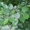 Kép 1/5 - Alnus incana