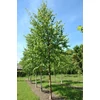 Kép 3/3 - Nyírfa papír - Betula papyrifera 200/250cm TK8/10 K18l