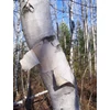 Kép 1/3 - Betula papyrifera