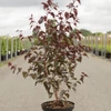 Kép 1/3 - Betula pendula 'Royal Frost'