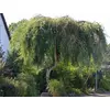 Kép 2/2 - Nyírfa törpe csüngő - Betula pendula 'Youngii', TK8/10, törzsre oltott, K50l