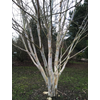 Kép 2/2 - Nyírfa himalájai - Betula utilis 'Doorenbos' 175/200cm K5l