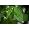 Kép 2/3 - Gyertyán oszlopos - Carpinus betulus 'Frans Fontaine' 100/125cm K5l