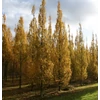 Kép 3/3 - Gyertyán oszlopos - Carpinus betulus 'Frans Fontaine' 100/125cm K5l