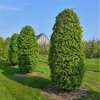 Kép 1/3 - Carpinus betulus 'Monumentalis'