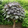 Kép 2/4 - Szivarfa lilásbordó levelű - Catalpa erubescens 'Purpurea' 150/175cm K6l