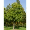 Kép 2/5 - Ostorfa nyugati - Celtis occidentalis 200/250cm K10l