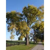 Kép 3/5 - Ostorfa nyugati - Celtis occidentalis 200/250cm K10l