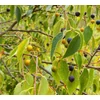 Kép 4/5 - Ostorfa nyugati - Celtis occidentalis 200/250cm K10l