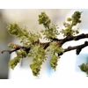 Kép 5/5 - Ostorfa nyugati - Celtis occidentalis 200/250cm K10l