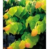 Kép 2/2 - Júdásfa kanadai - Cercis canadensis 'The Rising Sun' 40/60cm K4l