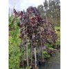 Kép 3/3 - Mogyoró csüngő vörös levelű - Corylus avellana 'Purple Umbrella' 175/200cm TK8/10 T160cm K25l