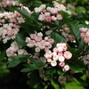 Kép 1/4 - Crataegus mordenensis 'Toba'