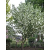 Kép 2/3 - Galambfa - Davidia involucrata 80/100cm K4l