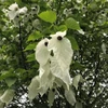 Kép 1/3 - Davidia involucrata