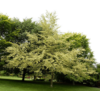 Kép 2/3 - Bükkfa krémsárga tarka levelű - Fagus sylvatica 'Albomarginata' 40/60cm K5l