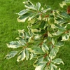 Kép 3/3 - Bükkfa krémsárga tarka levelű - Fagus sylvatica 'Albomarginata' 40/60cm K5l